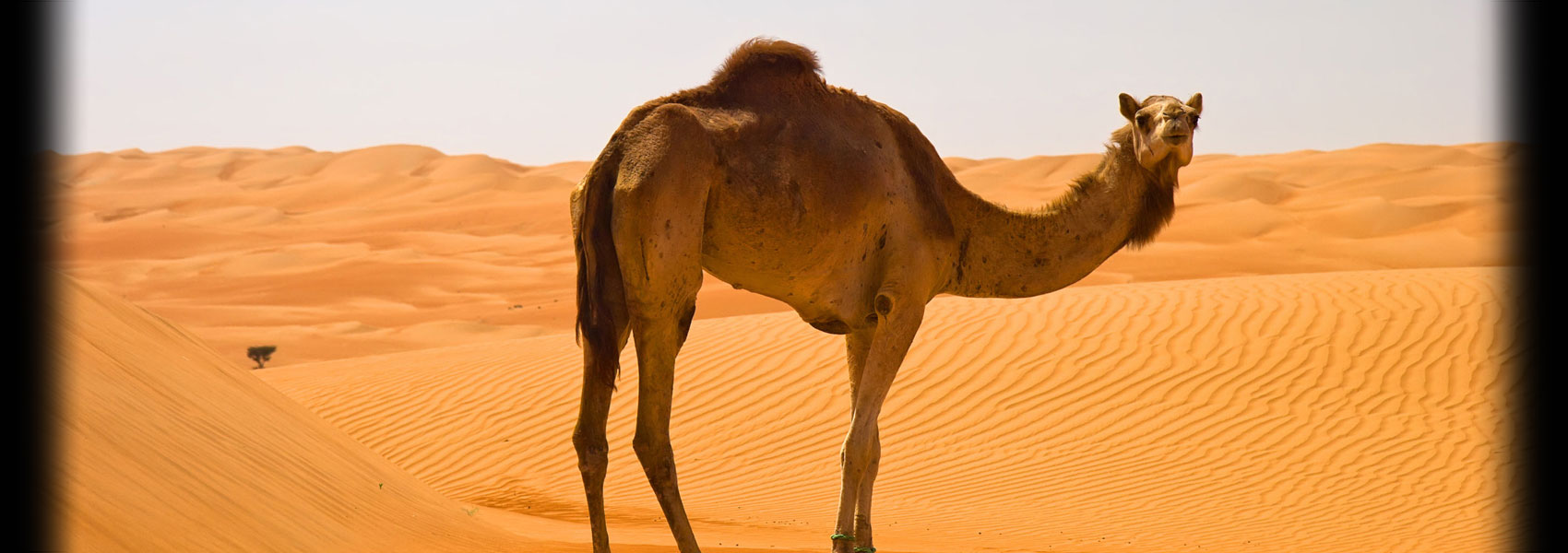 Rajasthan Tours Packages
